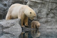 展示場練習中の親子＝男鹿水族館GAO提供