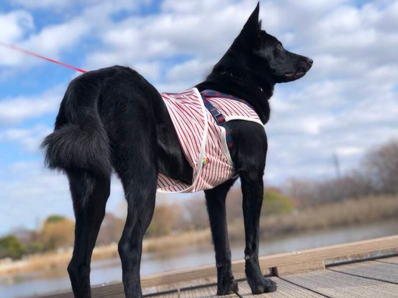 草一郎の後ろ姿「僕って足が長くてかっこいい？ほれてまうやろ」（泉美さん提供）