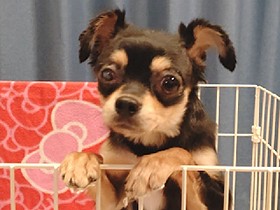 出会いを待っています　「パナソニック保護犬猫譲渡会」に参加予定の犬（６）