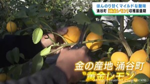 糖度の高い黄金レモンの収穫が最盛期　宮城・涌谷町