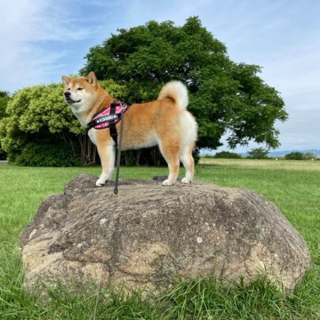 散歩中のひとコマ。景色を眺めるこはるちゃん（画像提供：赤柴こはる 岡山生まれおっさん育ちさん）