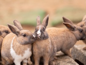 酷暑が続く夏休み　小学校で飼育されるウサギについて考える