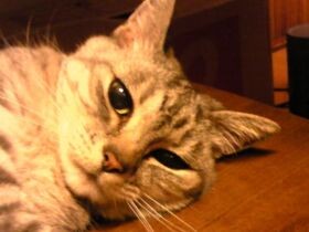 性格も好みも違う、猫７匹との暮らしがスタート　孤高の美女猫ユーリさんに気をつかう