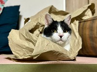 むすびくんお気に入りの大きな紙。くるんとくるまってまったりタイム（画像提供：猫のしお むすび 飼い主はろでさん）