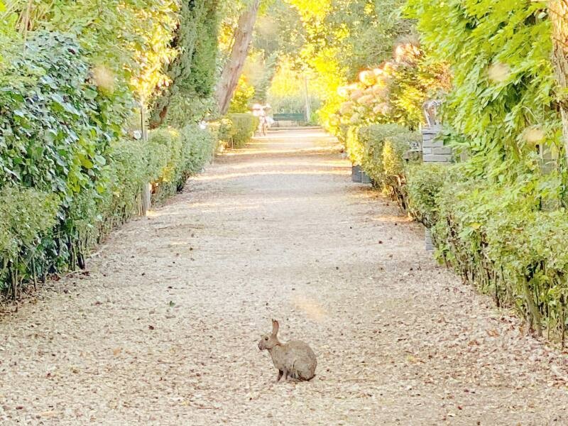 街中からほど近い公園にいる野ウサギ。ウサギは動物実験に使われることが多い事実を知ることが最初の一歩