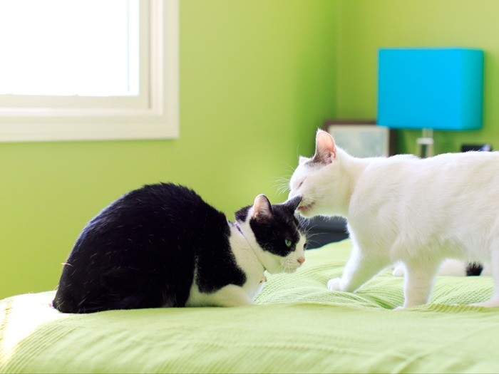 先住猫のシュガーにポールが挨拶。