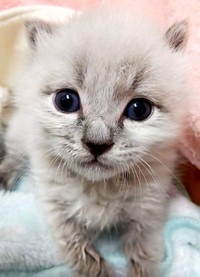 保護当時、生後2週間ほどだったリオくん。瞳はまだキトンブルーの小さな子猫でした（画像提供：めかりんまるさん）