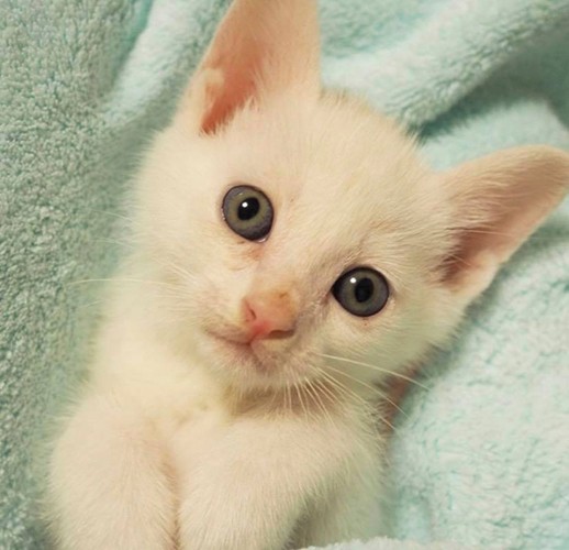 ハクは400gだったという（＠bunyapon0110）