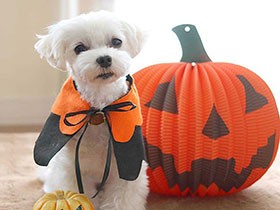 「はーい」ができるよ　優しい顔のマルチーズ「小雪」