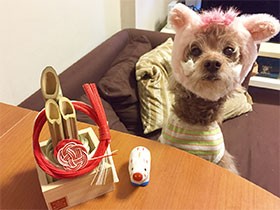 愛犬の食欲が落ちたときの手作りごはん研究　食感が大事！