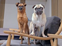 シンクロポーズがかっこいい！ （左から）ビノくん、兄犬・ルンタくん（画像提供：ルンタとビノさん）