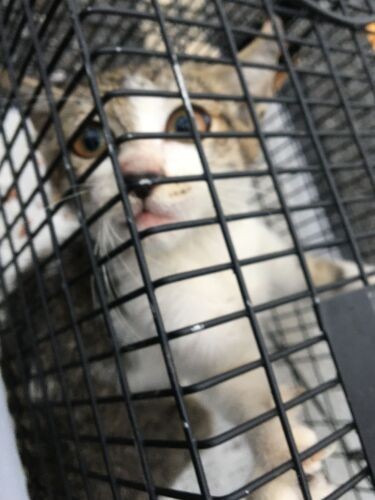 昨年５月に駐車場のそばで保護された時（猫部はなはた提供）