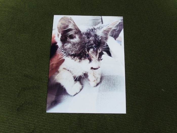 保護したばかり。痩せてうす汚れていた