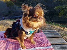 栗色の毛がなびかせて　ぽかぽか日和にお出かけ楽しいな～チワワ「マロン」