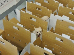 オークション通じ、問題ある犬猫ブリーダーに勉強の機会提供