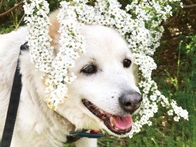 ほのぼの老犬「おじいわん」　やさしい顔でぽてぽて散歩