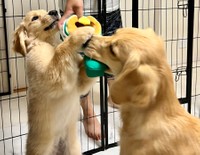 負けてないわよ〜＝ぷぅ・つゆ・お茶子さん（@pu_channeldesu）提供