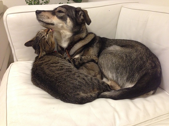 ナッチャンはマメをグルーミングするのが、自分のグルーミングと同じくらい大好き