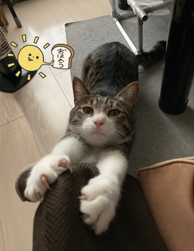 長く伸びて話題になったぎんちゃん