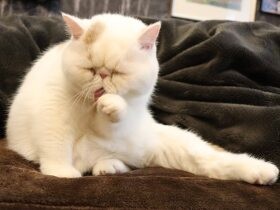 ドジでジャンプの失敗は日常茶飯事　スマホ中毒なエキゾチックショートヘアの「ふい」