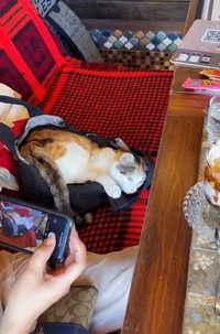 お客さんのバッグに猫さんが！（「猫喫茶　ネコブ」さん提供、Xよりキャプチャ撮影）