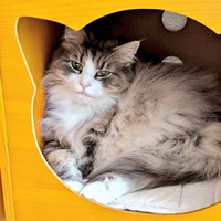 ハウスの中でくつろぐジュリちゃん（画像提供：みさ緒さん）