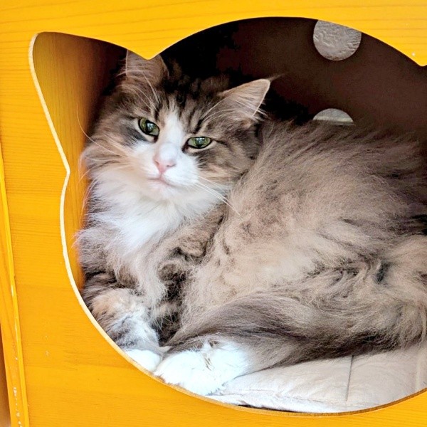 ハウスの中でくつろぐジュリちゃん（画像提供：みさ緒さん）