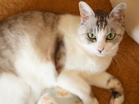 飼い主さんが仕事部屋に行くのを阻止するミーコさん（画像提供：今日のミーコさん）