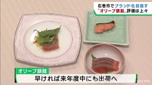 ブランド化を目指すオリーブが餌のギンザケを初めて水揚げ　宮城・石巻市