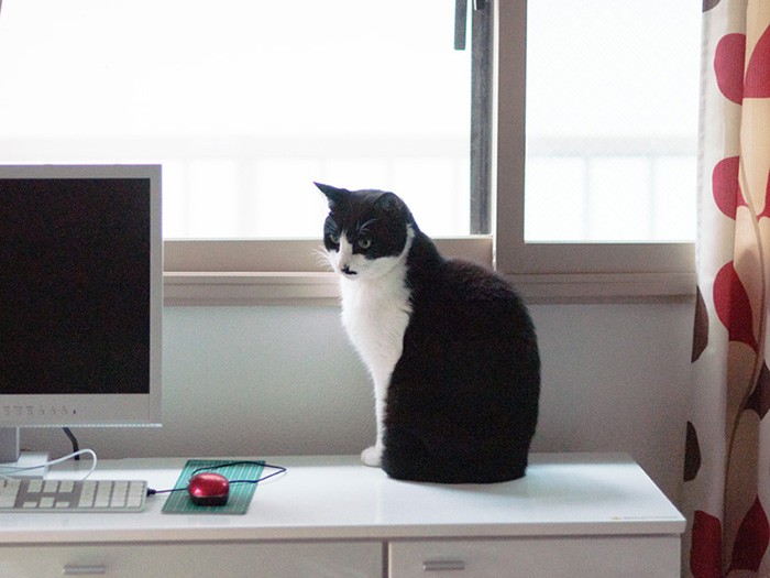 「キーボードの“４”が打てなくなったって？僕、知らないよ、落としてないよ……」（小林写函撮影）
