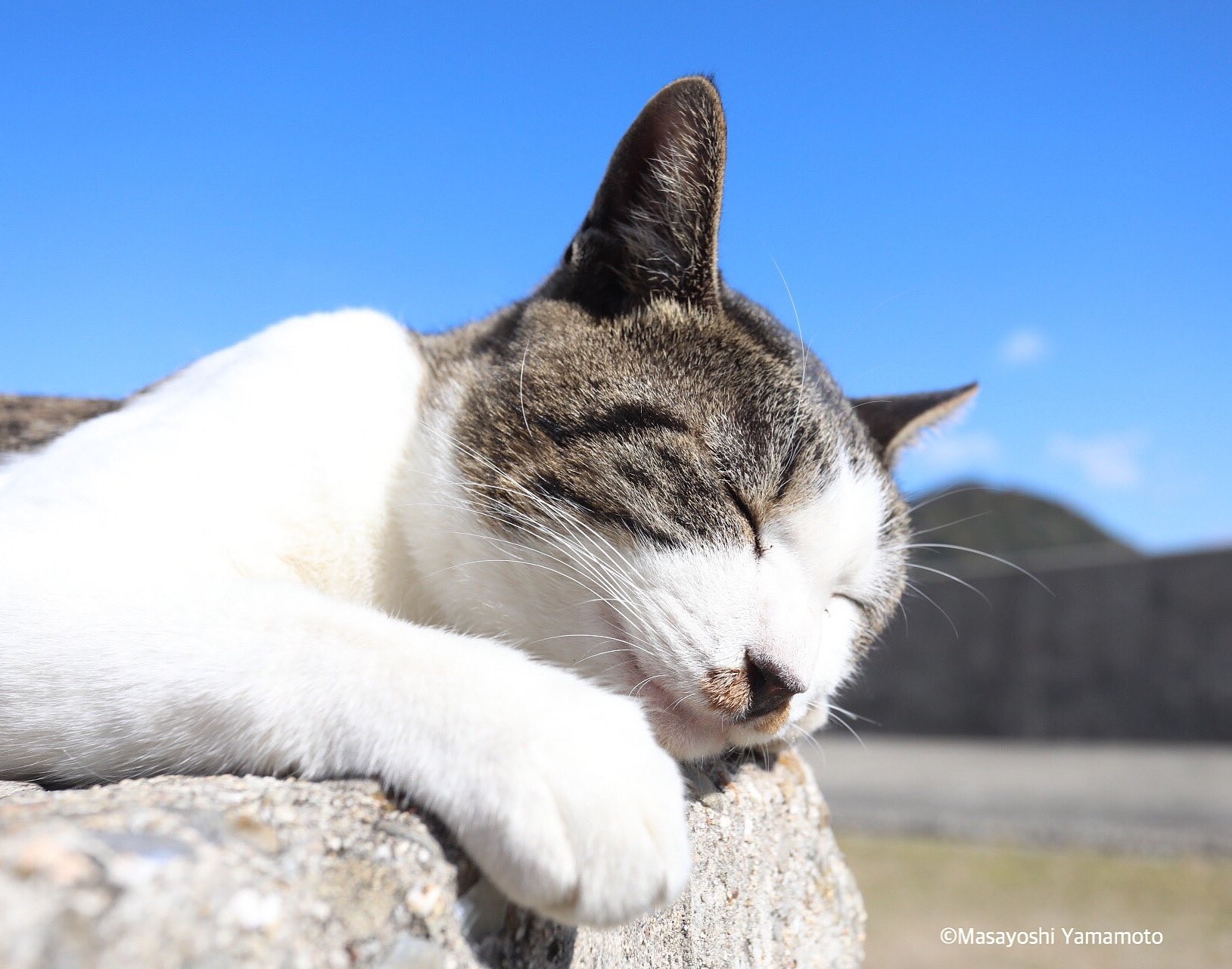 しっぽをぴーんと立てて「ぞろぞろ」大行進 「猫は、人の心に寄り添う