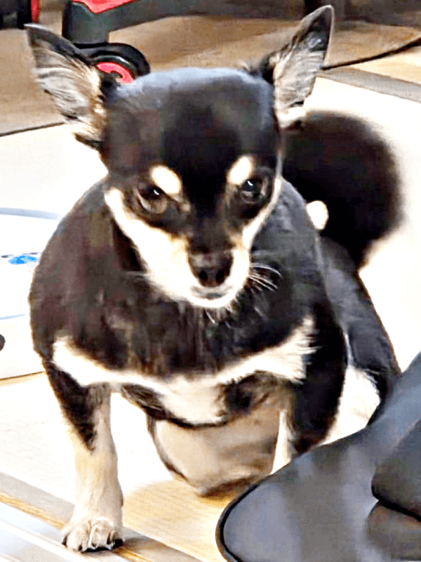 思わず二度見！ マッチョなポーズを披露した禄ちゃん（画像提供：ろく子さん）