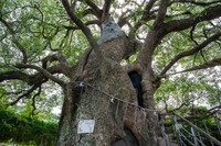 山王神社の被爆クスノキ（長崎市）＝啓 桑原/stock.adobe.com