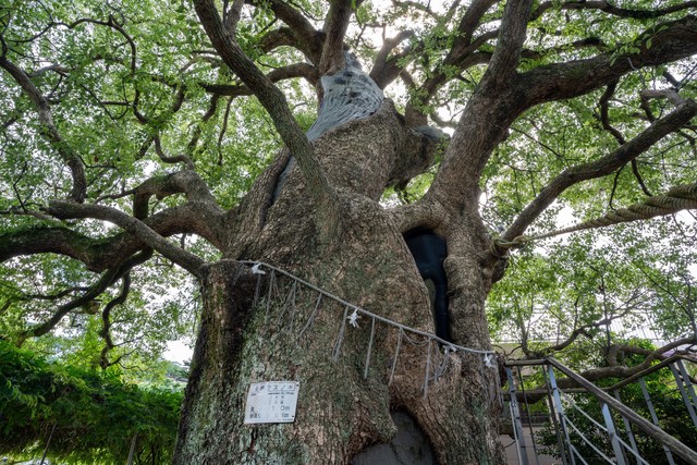 山王神社の被爆クスノキ（長崎市）＝啓 桑原/stock.adobe.com