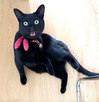 表情豊かなあずきちゃん（画像提供：しゃも&黒猫あずきさん）