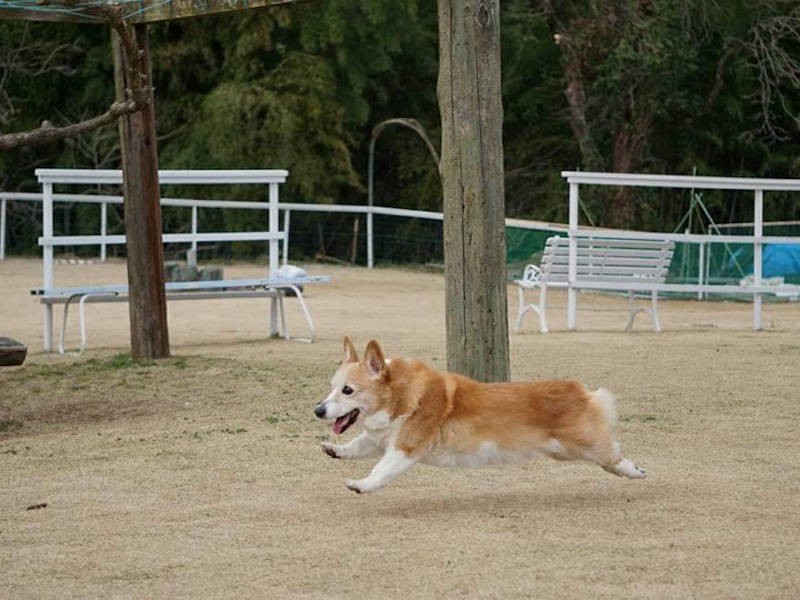ジャックくん、飛ぶ！（高橋店長提供）