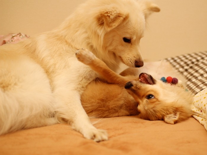 大吉よりはるかに小さく細かった