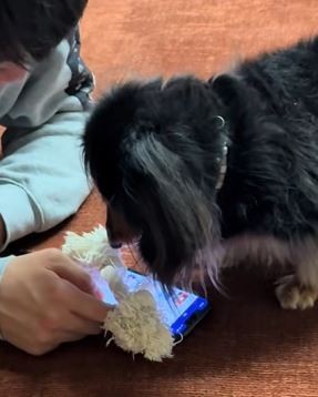 スマホ見ないで～～！（提供：@runtn728さん）