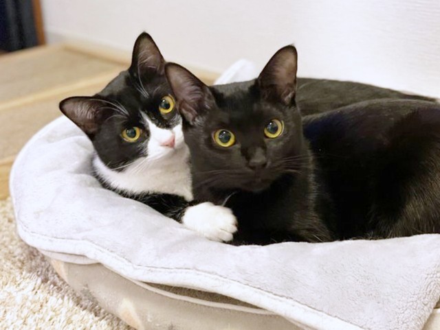 そろって飼い主さんを見つめるはっちゃん（左）とくうちゃん（右）（画像提供：hachi_quuさん）