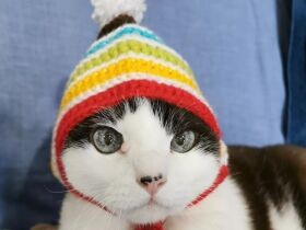 「帽子だけはOKにゃ」　爺様だけど可愛さが止まらない、19歳の甘えん坊猫「び助」