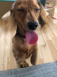 朝からこんな遊んでくれて嬉しいぃぃい！！！！の顔。のむぎちゃん（むぎちゃんの飼い主さんのTwitterより）
