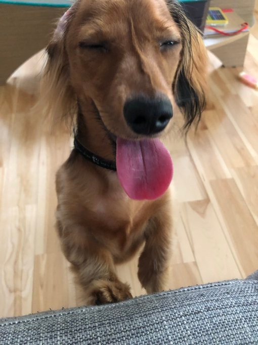 朝からこんな遊んでくれて嬉しいぃぃい！！！！の顔。のむぎちゃん（むぎちゃんの飼い主さんのTwitterより）
