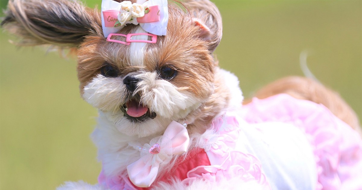 エルメス 犬の絵柄 Ceckel à poil dur フランス製ダックスフンド