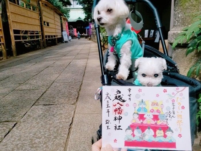 ３月病気が発覚。輸血や投薬もして神様にお願い…（提供写真）