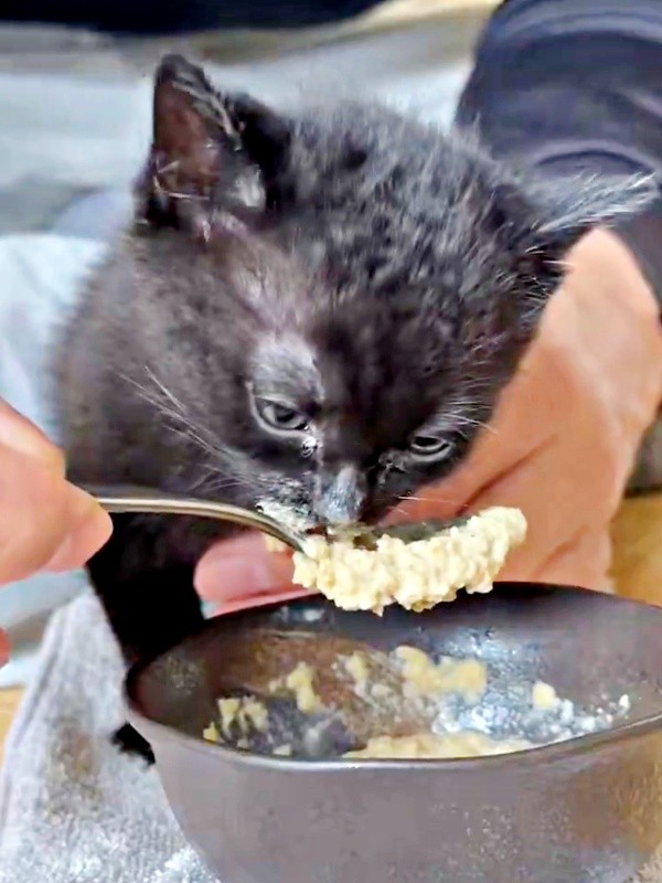 懸命にご飯を食べるクロスケくん（画像提供：いずさん）