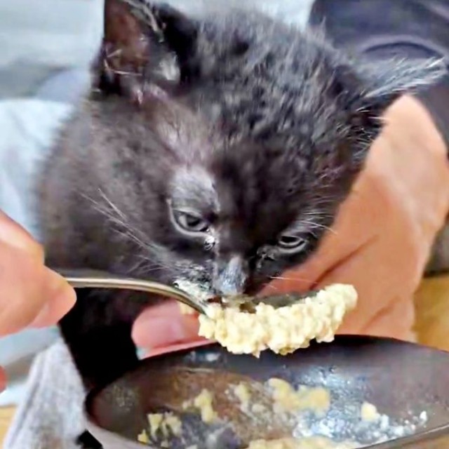 懸命にご飯を食べるクロスケくん（画像提供：いずさん）