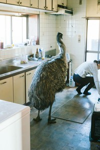 台所にエミューちゃんがいる光景が日常です（提供：砂漠さん）