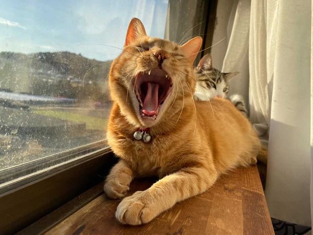 日向ぼっこ、気持ちよすぎて大あくび