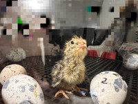 孵化したうずら