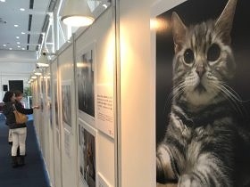 「みんなイヌ、みんなネコ」大阪で開幕　「感動で涙が出そう」